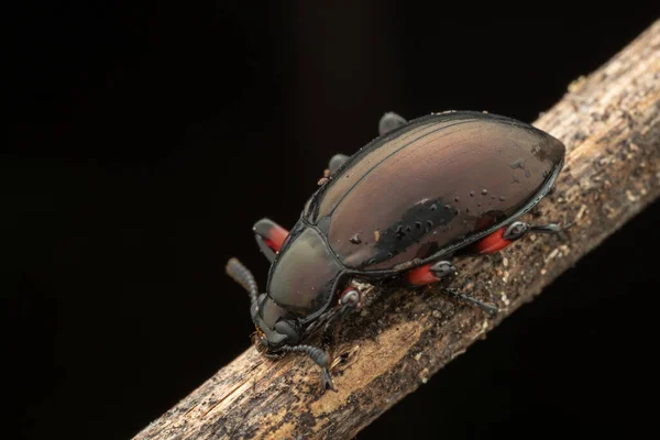 Hermosa Naturaleza Macro Insecto Darkling Escarabajo Eucyrtus Pretiosus —  Fotos de Stock