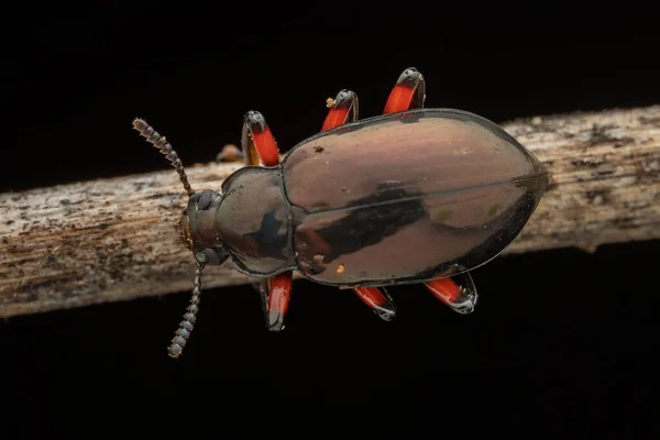 Hermosa Naturaleza Macro Insecto Darkling Escarabajo Eucyrtus Pretiosus — Foto de Stock