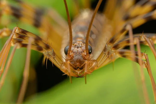 Bel Insecte Énorme Maison Centipede Sur Feuille Verte — Photo