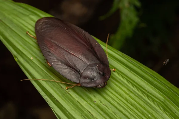 热带雨林丛林中巨大的丛林蟑螂的自然宏观形象 — 图库照片