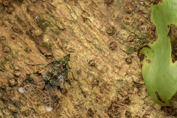 Hermoso Único Insecto Fulgoridae Dichoptera — Foto de Stock