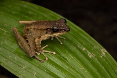 Sabah, Borneo 'daki derin yağmur ormanlarında Torrent Frog' un (Meristogenys phaeomerus) doğa görüntüsü