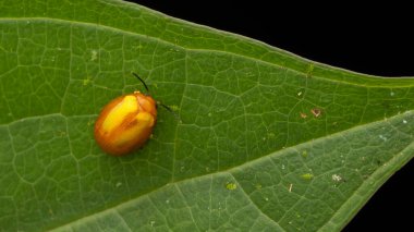 Kaplumbağa böceklerinin makro görüntüsü - Yeşil yapraklı paropsis