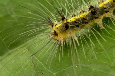 Sabah, Borneo 'nun güzel kıllı tırtılı.