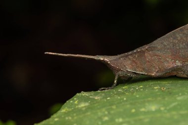 Yeşil yapraklar üzerinde Katydid 'in doğal vahşi yaşam makro görüntüsü