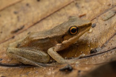 Sabah, Borneo 'da yaprağın üzerinde güzel bir kurbağa resmi