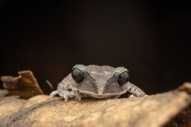 Doğa, sabah, Borneo 'nun güzel Alçak Toprak Kurbağası' nın vahşi yaşam makro görüntüsü.
