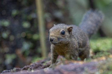 Nature wildlife image of Bornean Mountain Ground Squirrel on deep jungle forest.