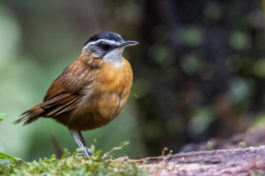 Doğal yaşam görüntüsü kuş adı: Kara kaplı bebek. Derin yağmur ormanlarında yakalanmış.
