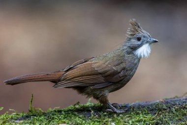 Penan Bulbul kuşunun vahşi doğası derin yağmur ormanlarında