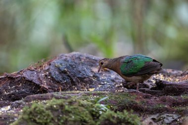 Ormanın derinliklerindeki zümrüt güvercin kuşunun doğa görüntüsü.