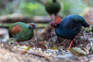 Kekliğin doğa portresi resmi (Rollulus rouloul) ayrıca derin orman ormanlarında bulunan ibikli ahşap keklik, roul-roul, kırmızı taçlı orman kekliği olarak da bilinir..
