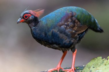 Kekliğin doğa portresi resmi (Rollulus rouloul) ayrıca derin orman ormanlarında bulunan ibikli ahşap keklik, roul-roul, kırmızı taçlı orman kekliği olarak da bilinir..