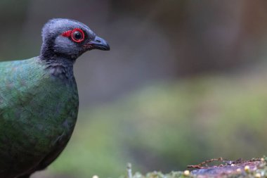 Kekliğin doğa portresi resmi (Rollulus rouloul) ayrıca derin orman ormanlarında bulunan ibikli ahşap keklik, roul-roul, kırmızı taçlı orman kekliği olarak da bilinir..