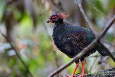 Kekliğin doğa portresi resmi (Rollulus rouloul) ayrıca derin orman ormanlarında bulunan ibikli ahşap keklik, roul-roul, kırmızı taçlı orman kekliği olarak da bilinir..