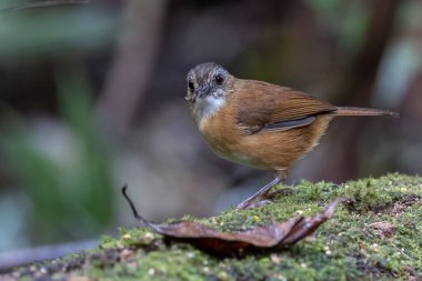 Temminck 'in Babbler kuşunun Sabah, Borneo' daki derin yağmur ormanlarındaki doğa görüntüsü.