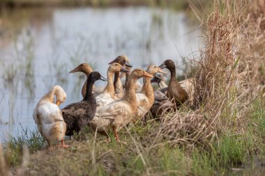 Akşam vakti yapay gölette bir grup şirin ördek.