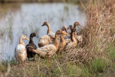 Akşam vakti yapay gölette bir grup şirin ördek.