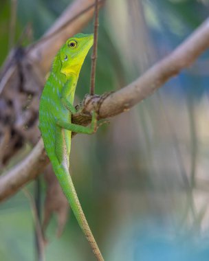 Vahşi doğada sevimli yeşil bir kertenkelenin yakın görüntüsü.