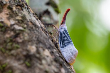 Güzel Fener Böceği, Pyrops Sultanus 'un doğa görüntüleri.