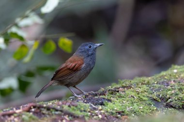 Kestane kanatlı Babbler kuşunun yağmur ormanlarındaki derin doğa görüntüsü.