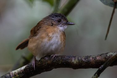 Temminck 'in Babbler kuşunun Sabah, Borneo' daki derin yağmur ormanlarındaki doğa görüntüsü.