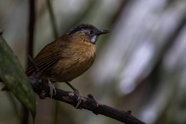 Gri boğazlı Babbler 'ın vahşi yaşam görüntüsü Sabah, Borneo' da derin yağmur ormanlarında çekildi.