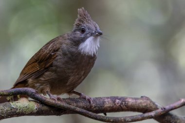 Penan Bulbul kuşunun vahşi doğası derin yağmur ormanlarında