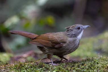 Penan Bulbul kuşunun vahşi doğası derin yağmur ormanlarında