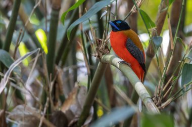Ağaç dalına tüneyen kızıl trogon kuşunun doğası.