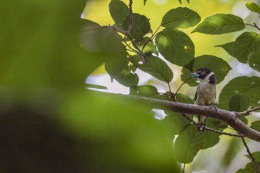 Ağaç dalına tüneyen sarı ve siyah gagalı şirin kuş.
