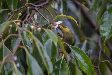 Sabah Borneo 'dan tatlı bir kuş. Dağ karatavuğu olarak bilinir.