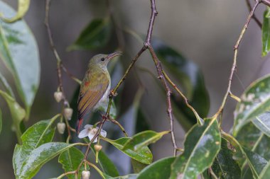 Temminck 'in güzel kuşu Güneş Kuşu Sabah, Borneo' nun dişisi