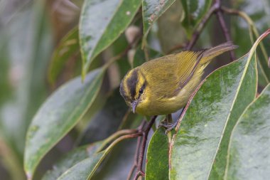 Sabah Borneo 'dan tatlı bir kuş. Dağ karatavuğu olarak bilinir.