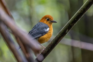 Nature wildlife image of uncommon resident bird Orange-headed thrush in Sabah, Borneo