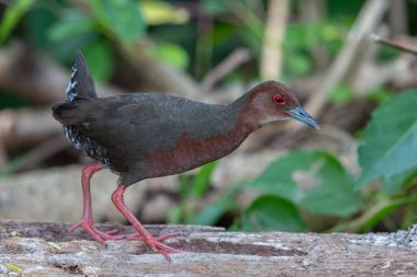 Ruddy-göğüslü Crake 'in doğa görüntüsü