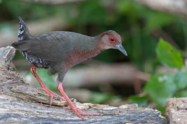 Ruddy-göğüslü Crake 'in doğa görüntüsü