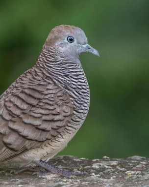 Nature wildlife image of pigeon Spotted dove