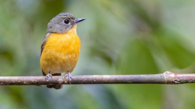 Ağaç dalına tüneyen, rengarenk kabarık göğüslü sinek avcısının doğası.