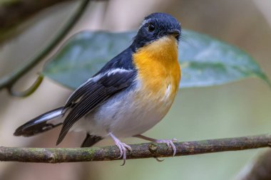 Ağaç dalına tüneyen, rengarenk kabarık göğüslü sinek avcısının doğası.