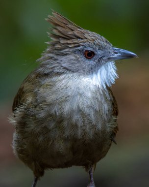 Penan Bulbul kuşunun vahşi doğası derin yağmur ormanlarında