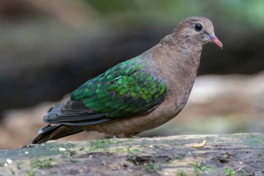 Sevimli ve sevimli. Ormanın derinliklerindeki zümrüt güvercin kuşu.