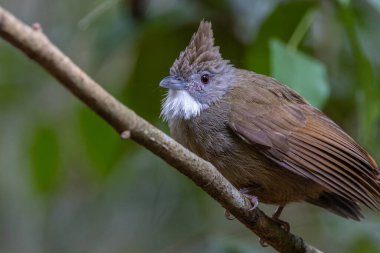 Penan Bulbul kuşunun vahşi doğası derin yağmur ormanlarında