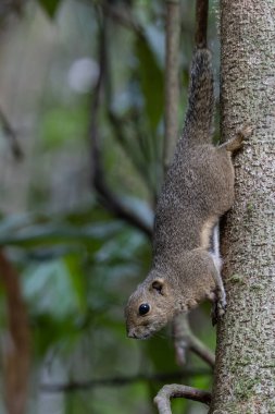 Nature wildlife image of Bornean Mountain Ground Squirrel on deep jungle forest.
