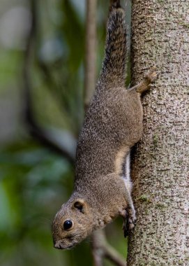 Nature wildlife image of Bornean Mountain Ground Squirrel on deep jungle forest.