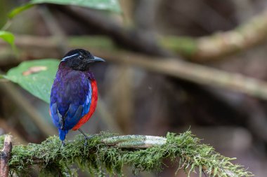 Güzel Siyah Taç Giyen Pitta, Borneo 'da bulunan türlerden biridir.