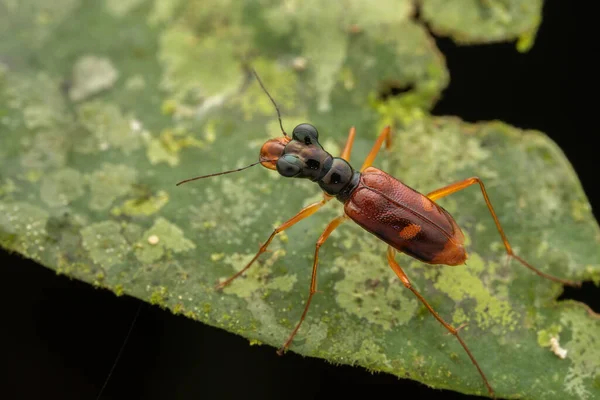 Kaplan Böceği Nin Makro Görüntüsü — Stok fotoğraf