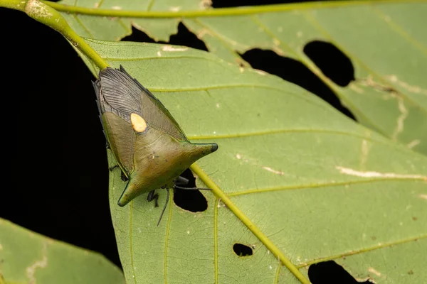 Μακρο Εικόνα Του Όμορφου Giant Shield Bug Tessaratomidae — Φωτογραφία Αρχείου