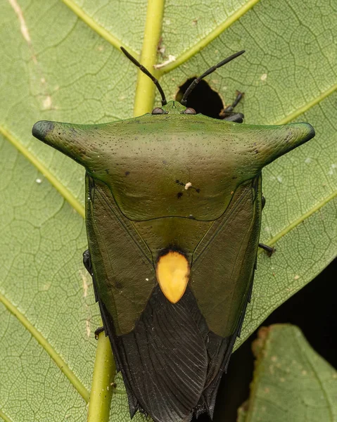 Imagem Macro Bela Bug Escudo Gigante Tessaratomidae — Fotografia de Stock