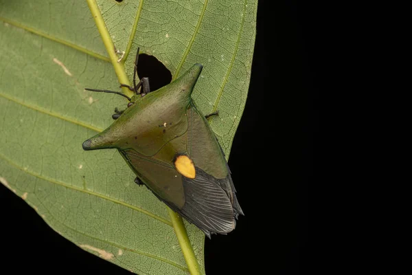 Makro Kép Gyönyörű Óriás Pajzs Bug Tessaratomidae — Stock Fotó